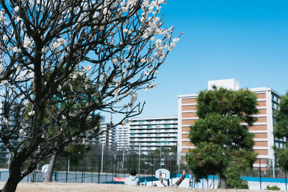 【一眼レフカメラ・レンズ作例：Nikon D7200｜AF-S DX NIKKOR 18-300mm f/3.5-6.3G ED VR】東京の人気写真撮影スポットで梅の名所でもある大森ふるさとの浜辺公園のバスケットゴールとフットサル場