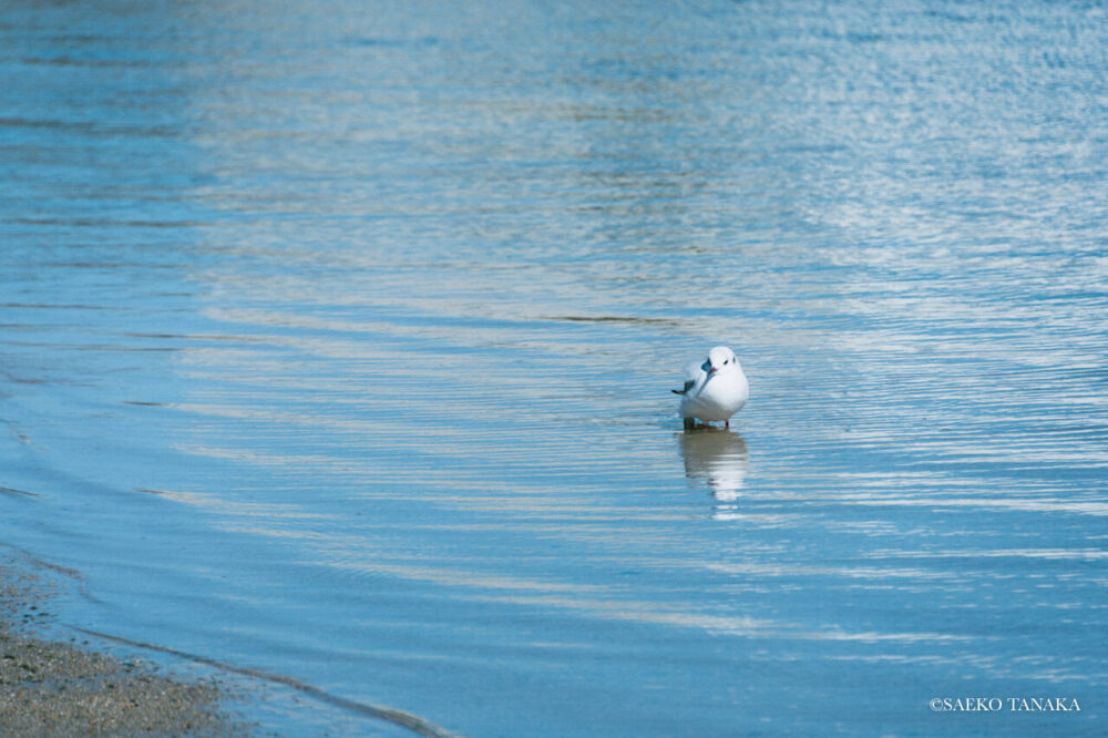 【一眼レフカメラ・レンズ作例：Nikon D7200｜AF-S DX NIKKOR 18-300mm f/3.5-6.3G ED VR】東京の人気写真撮影スポットで梅の名所でもある大森ふるさとの浜辺公園で観賞できる海鳥
