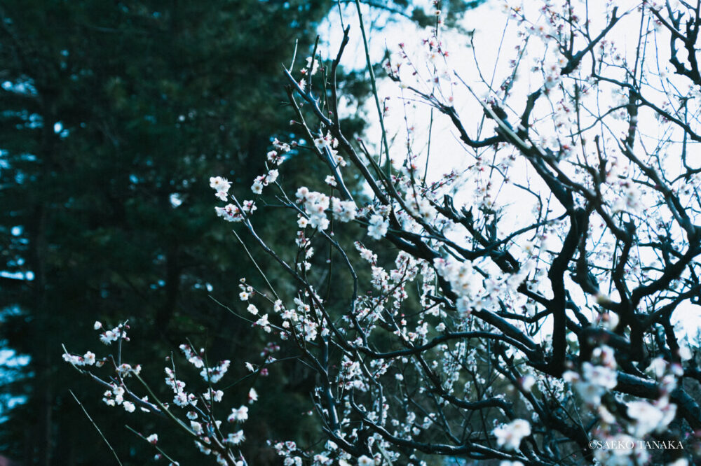 【一眼レフカメラ・レンズ作例：Nikon D7200｜AF-S DX NIKKOR 18-300mm f/3.5-6.3G ED VR】東京の人気写真撮影スポットで梅の名所でもある平和の森公園