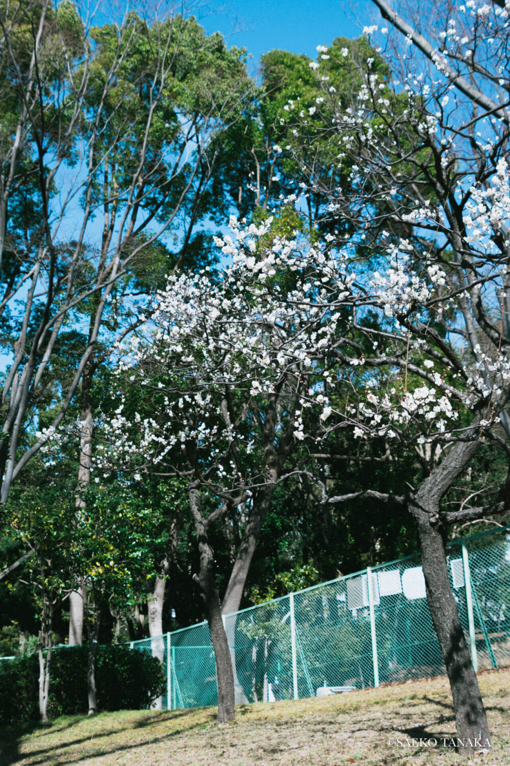 【一眼レフカメラ・レンズ作例：Nikon D7200｜AF-S DX NIKKOR 18-300mm f/3.5-6.3G ED VR】東京の人気写真撮影スポットで梅の名所でもある平和の森公園