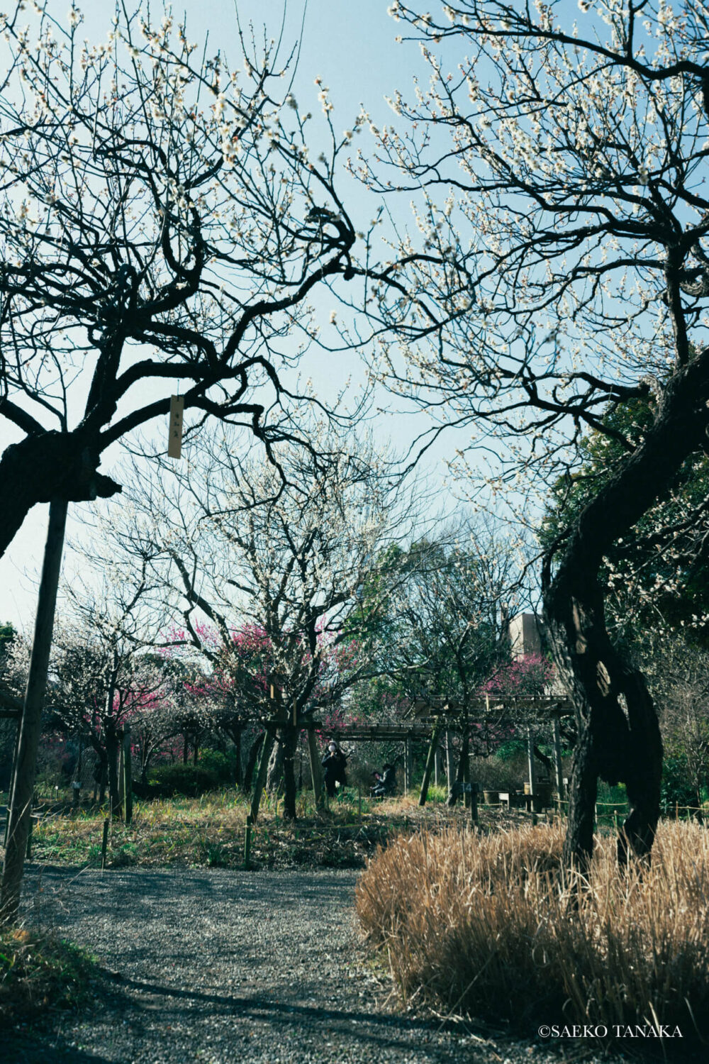 【一眼レフカメラ・レンズ作例：Nikon D7200｜SIGMA 10-20mm F3.5 EX DC HSM】東京の人気写真撮影スポットで梅の名所でもある向島百花園