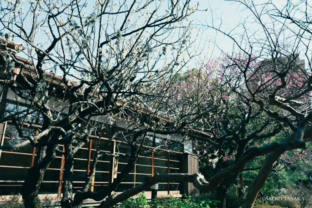 【一眼レフカメラ・レンズ作例：Nikon D7200｜SIGMA 10-20mm F3.5 EX DC HSM】東京の人気写真撮影スポットで梅の名所でもある向島百花園にある御成座敷