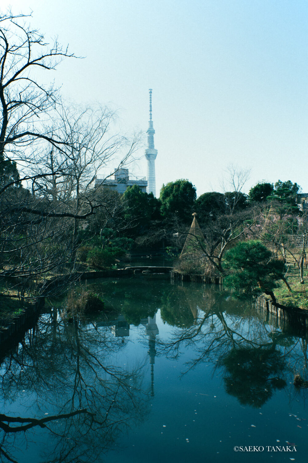 【一眼レフカメラ・レンズ作例：Nikon D7200｜SIGMA 10-20mm F3.5 EX DC HSM】東京の人気写真撮影スポットで梅の名所でもある向島百花園から眺める東京スカイツリー