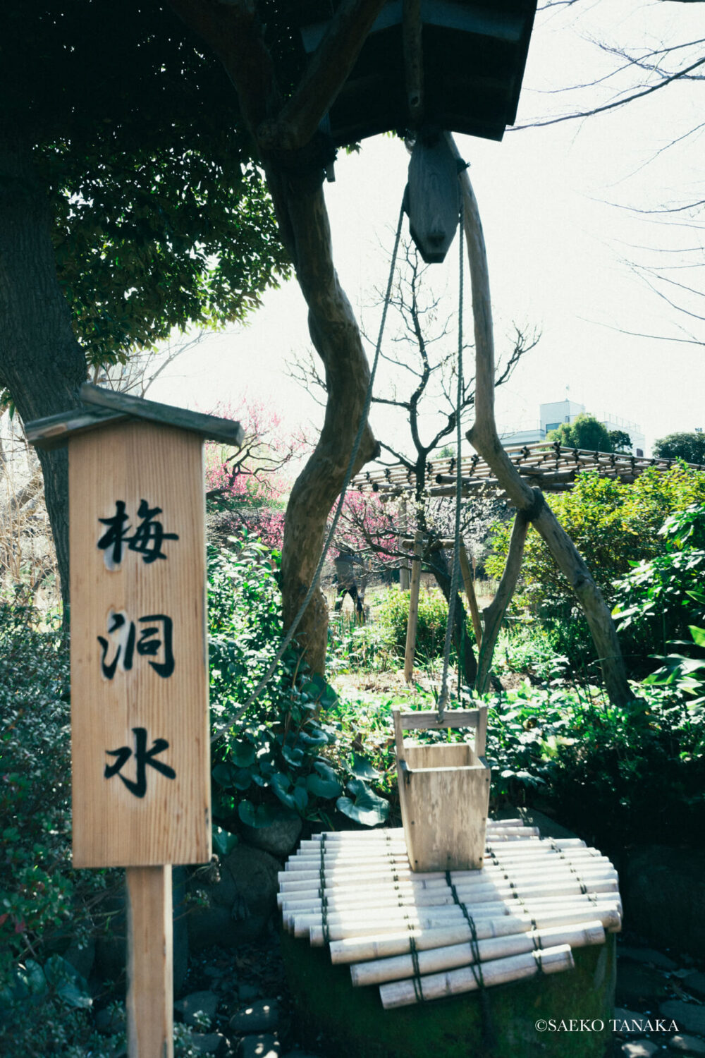 【一眼レフカメラ・レンズ作例：Nikon D7200｜SIGMA 10-20mm F3.5 EX DC HSM】東京の人気写真撮影スポットで梅の名所でもある向島百花園にある梅洞水