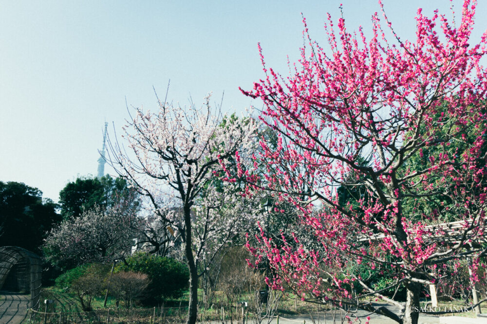 【一眼レフカメラ・レンズ作例：Nikon D7200｜SIGMA 10-20mm F3.5 EX DC HSM】東京の人気写真撮影スポットで梅の名所でもある向島百花園から眺める東京スカイツリー
