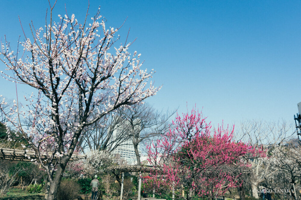 【一眼レフカメラ・レンズ作例：Nikon D7200｜SIGMA 10-20mm F3.5 EX DC HSM】東京の人気写真撮影スポットで梅の名所でもある向島百花園