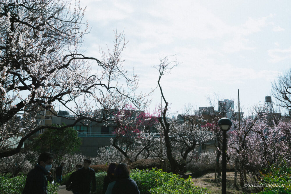 【一眼レフカメラ・レンズ作例：Nikon D7200｜SIGMA 10-20mm F3.5 EX DC HSM】東京の人気写真撮影スポットで梅の名所でもある羽根木公園