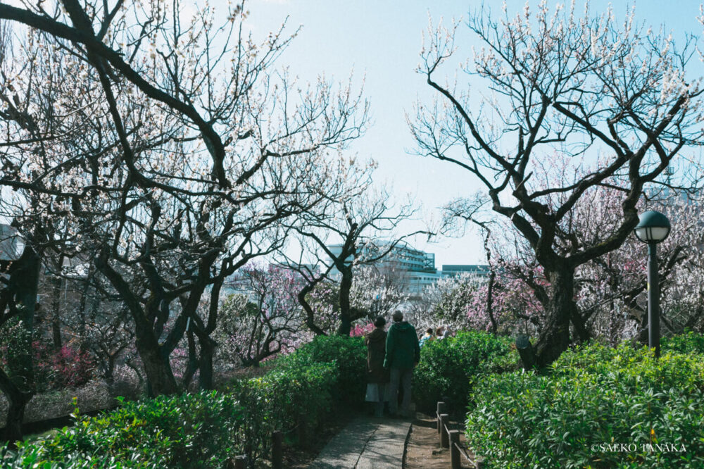 【一眼レフカメラ・レンズ作例：Nikon D7200｜SIGMA 10-20mm F3.5 EX DC HSM】東京の人気写真撮影スポットで梅の名所でもある羽根木公園