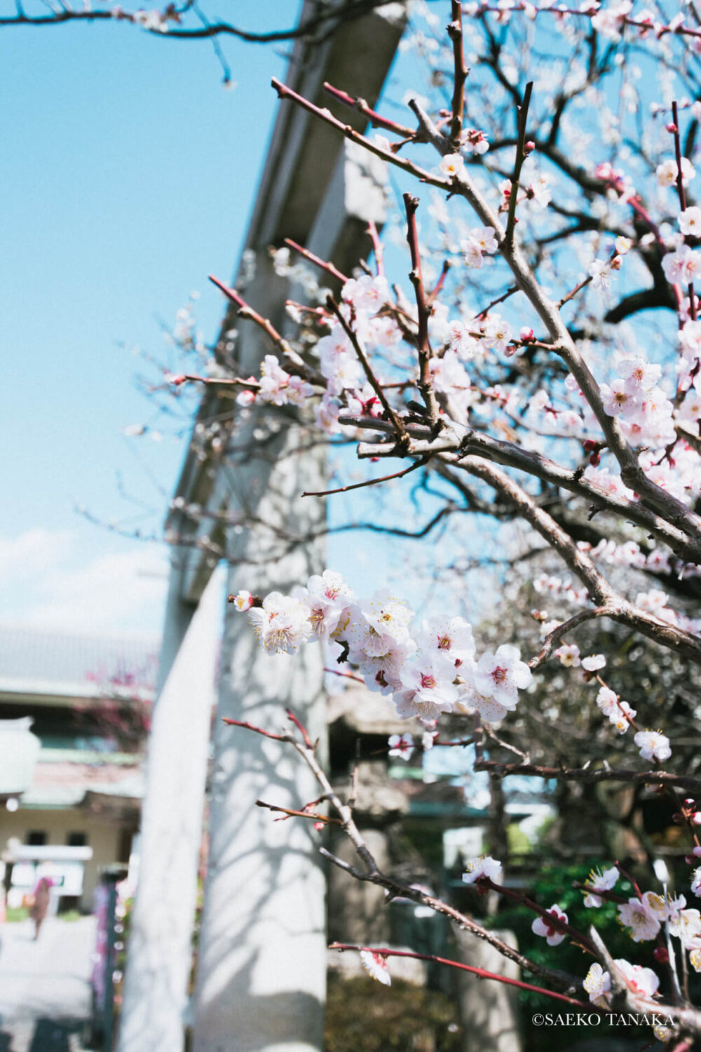 【一眼レフカメラ・レンズ作例：Nikon D7200｜SIGMA 10-20mm F3.5 EX DC HSM】東京の人気写真撮影スポットで梅の名所でもある亀戸天神社にある御嶽神社前の梅