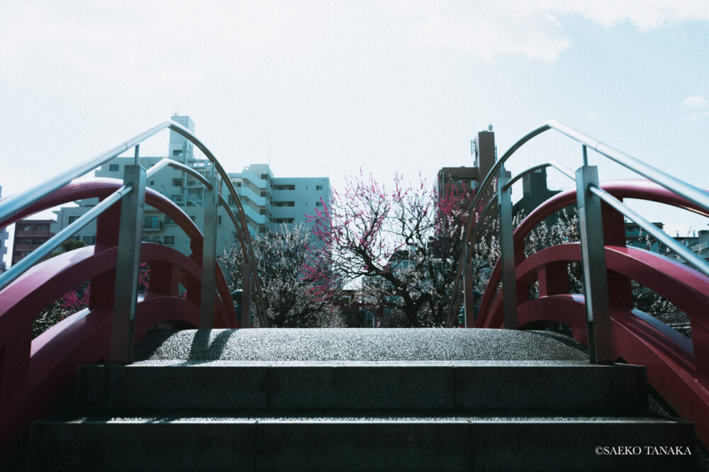 【一眼レフカメラ・レンズ作例：Nikon D7200｜SIGMA 10-20mm F3.5 EX DC HSM】東京の人気写真撮影スポットで梅の名所でもある亀戸天神社の朱塗りの太鼓橋（男橋）
