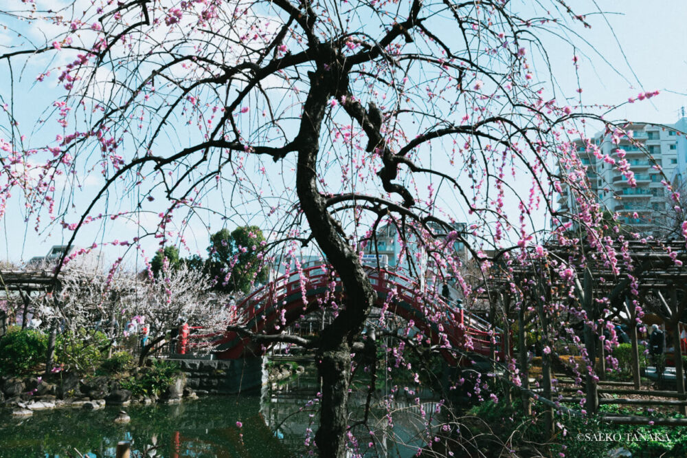 【一眼レフカメラ・レンズ作例：Nikon D7200｜SIGMA 10-20mm F3.5 EX DC HSM】東京の人気写真撮影スポットで梅の名所でもある亀戸天神社で梅越しに眺める朱塗りの太鼓橋（男橋）