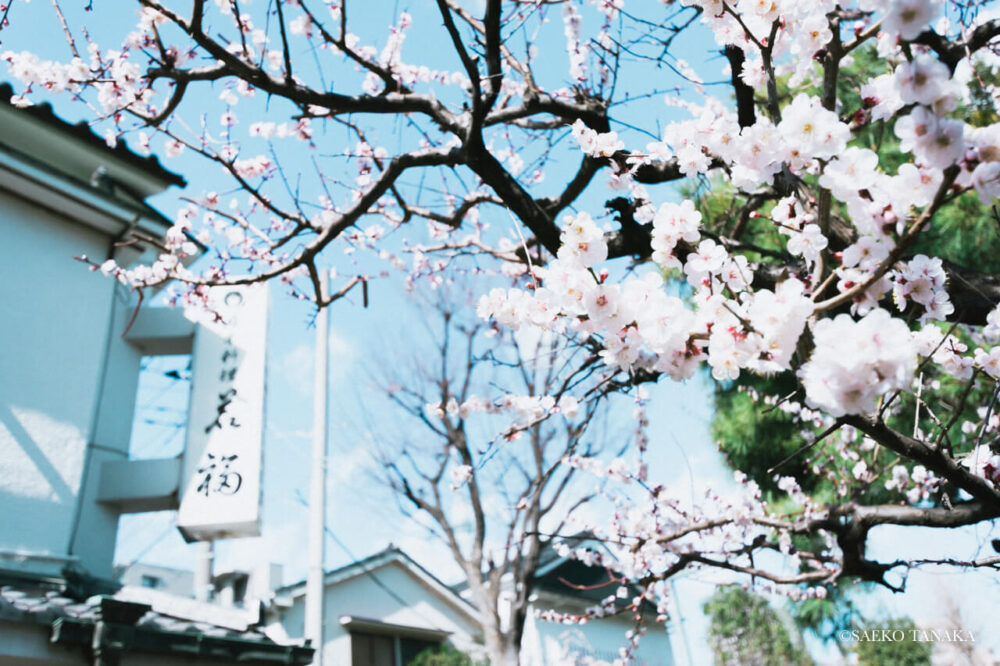 【一眼レフカメラ・レンズ作例：Nikon D7200｜SIGMA 10-20mm F3.5 EX DC HSM】東京の人気写真撮影スポットで梅の名所でもある亀戸天神社境内にある懐石料理和食店『若福』前の梅