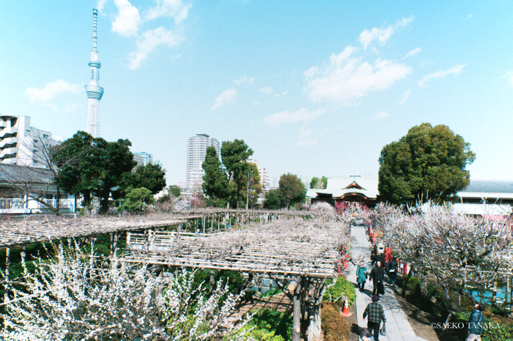 【一眼レフカメラ・レンズ作例：Nikon D7200｜SIGMA 10-20mm F3.5 EX DC HSM】東京の人気写真撮影スポットで梅の名所でもある亀戸天神社の本殿と藤棚と東京スカイツリー