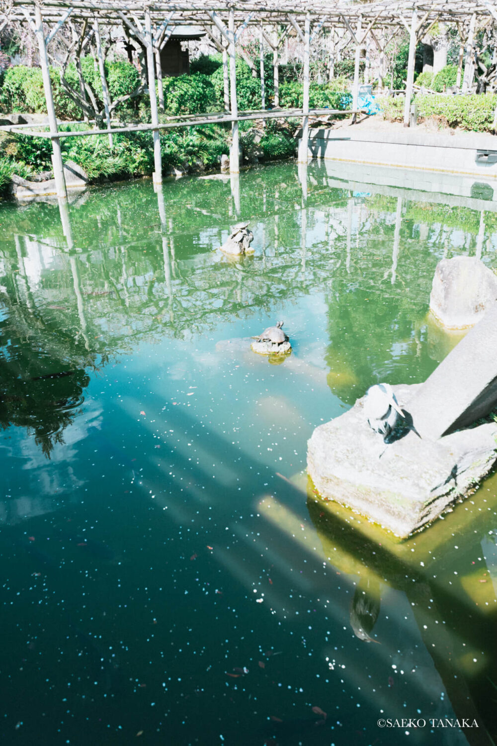 【一眼レフカメラ・レンズ作例：Nikon D7200｜SIGMA 10-20mm F3.5 EX DC HSM】東京の人気写真撮影スポットで梅の名所でもある亀戸天神社の池にいるシンボルの亀