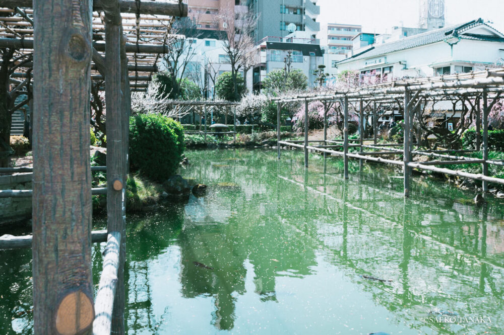 【一眼レフカメラ・レンズ作例：Nikon D7200｜SIGMA 10-20mm F3.5 EX DC HSM】東京の人気写真撮影スポットで梅の名所でもある亀戸天神社にある池を囲むように植樹された藤棚と梅