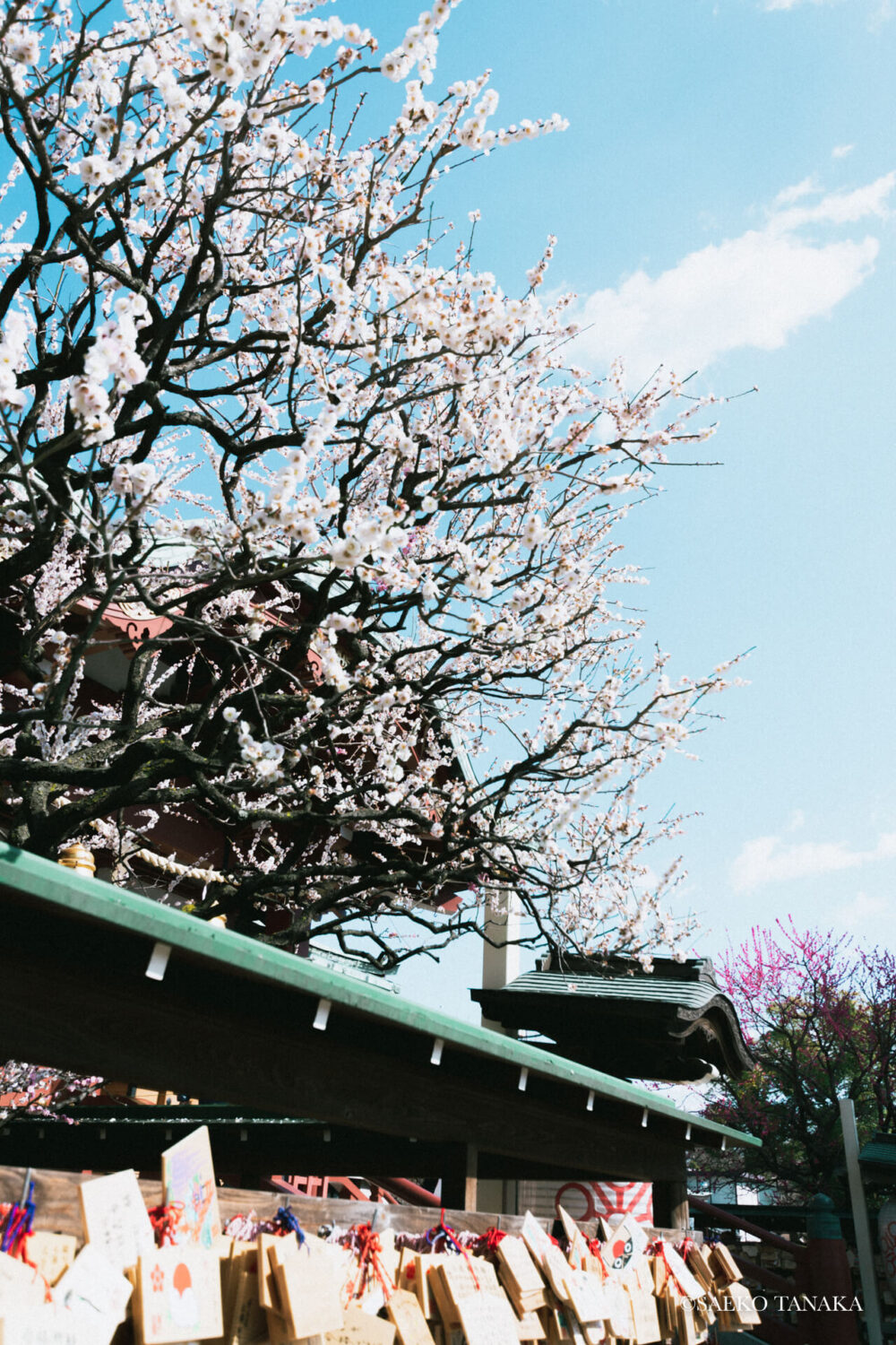 【一眼レフカメラ・レンズ作例：Nikon D7200｜SIGMA 10-20mm F3.5 EX DC HSM】東京の人気写真撮影スポットで梅の名所でもある亀戸天神社の絵馬と本殿