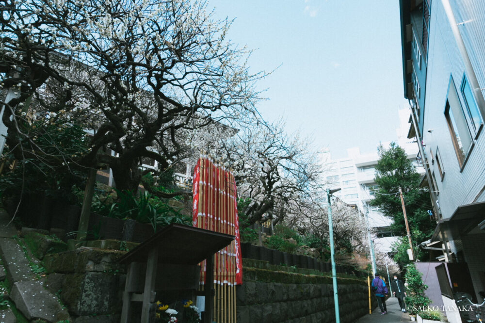 【一眼レフカメラ・レンズ作例：Nikon D7200｜SIGMA 10-20mm F3.5 EX DC HSM】東京の人気写真撮影スポットで梅の名所でもある湯島天満宮/湯島天神にある男坂の石段前