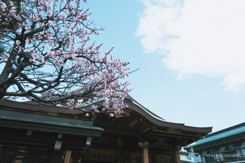 【一眼レフカメラ・レンズ作例：Nikon D7200｜SIGMA 10-20mm F3.5 EX DC HSM】東京の人気写真撮影スポットで梅の名所でもある湯島天満宮/湯島天神の本殿