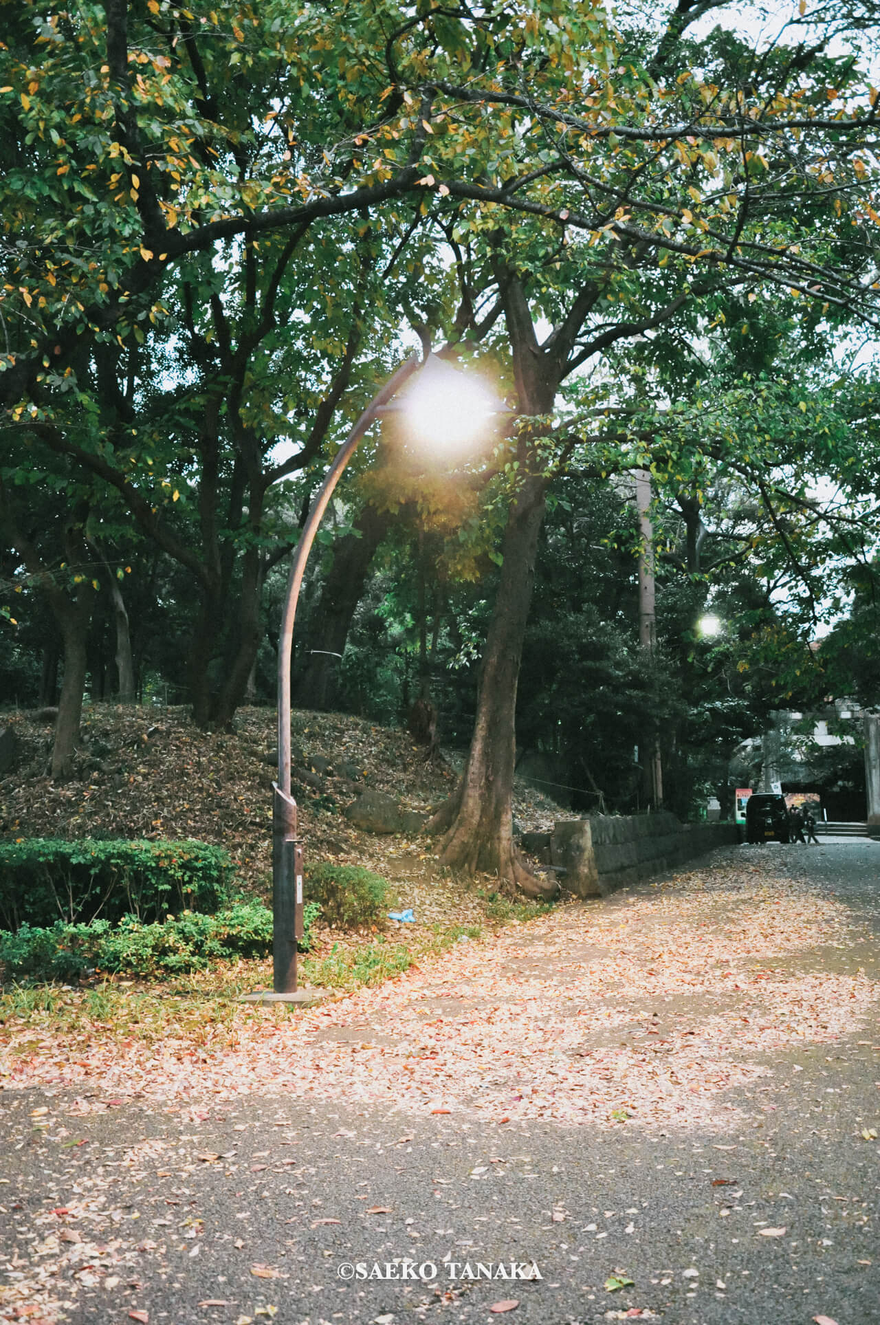 【一眼レフカメラ・レンズ作例：Nikon D90｜AF-S DX NIKKOR 18-105mm f/3.5-5.6G ED VR】東京フォト散歩に最適な、夕暮れ時の紅葉が美しい秋の上野公園