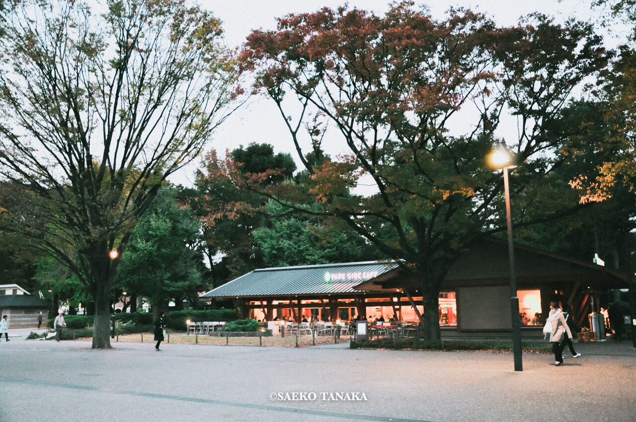 【一眼レフカメラ・レンズ作例：Nikon D90｜AF-S DX NIKKOR 18-105mm f/3.5-5.6G ED VR】東京フォト散歩に最適な、夕暮れ時の紅葉が美しい秋の上野公園