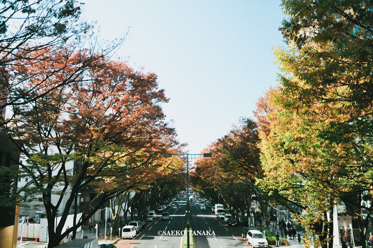 【一眼レフカメラ・レンズ作例：Nikon D90｜AF-S DX NIKKOR 18-105mm f/3.5-5.6G ED VR】東京フォト散歩に最適な、紅葉が美しい秋の表参道の街並み