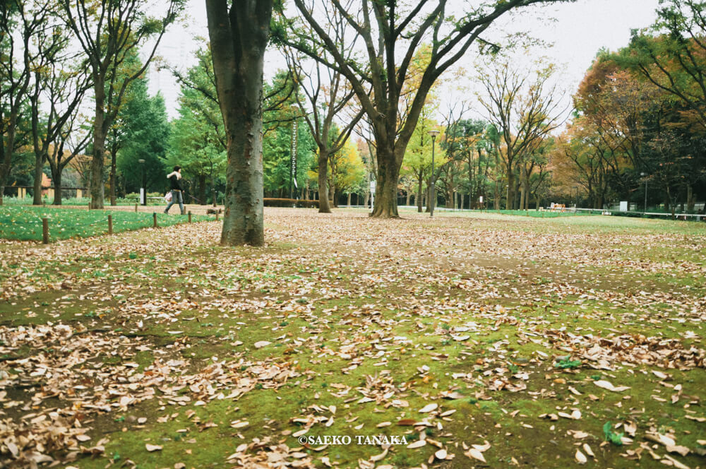 【一眼レフカメラ・レンズ作例：Nikon D90｜AF-S DX NIKKOR 18-105mm f/3.5-5.6G ED VR】東京の人気写真撮影スポットで紅葉の名所でもある新宿中央公園