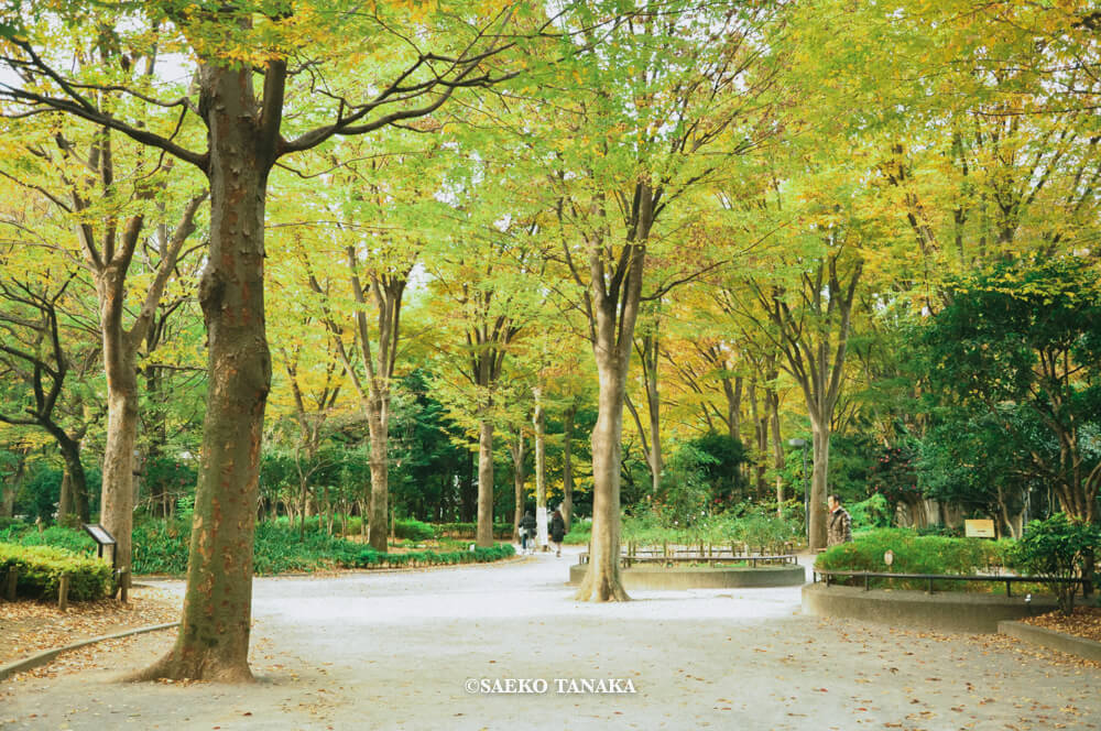 【一眼レフカメラ・レンズ作例：Nikon D90｜AF-S DX NIKKOR 18-105mm f/3.5-5.6G ED VR】東京フォト散歩に最適な、紅葉が美しい秋の新宿駅西口の新宿中央公園