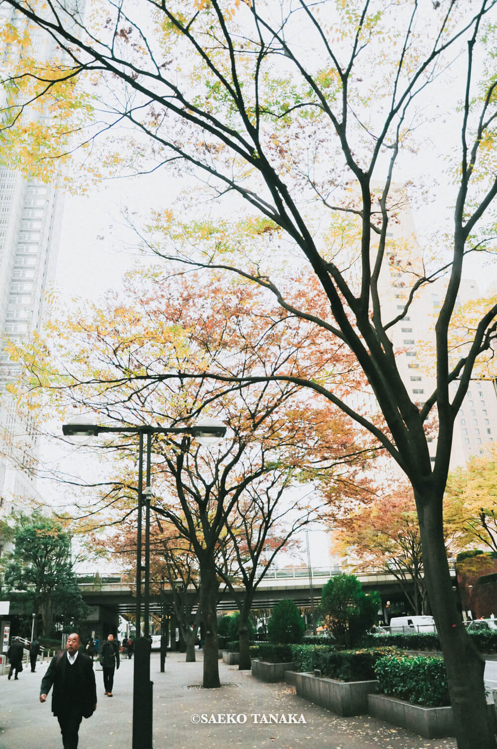 【一眼レフカメラ・レンズ作例：Nikon D90｜AF-S DX NIKKOR 18-105mm f/3.5-5.6G ED VR】東京フォト散歩に最適な、紅葉が美しい秋の新宿駅西口中央通り沿いの街並み