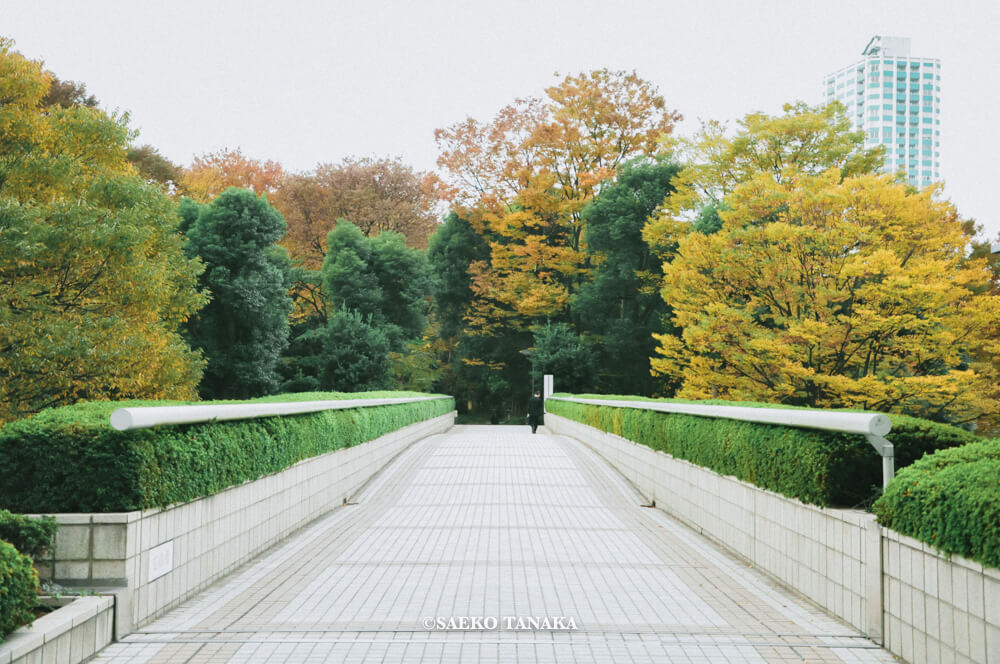 【一眼レフカメラ・レンズ作例：Nikon D90｜AF-S DX NIKKOR 18-105mm f/3.5-5.6G ED VR】東京フォト散歩に最適な、紅葉が美しい秋の新宿駅西口中央通り沿いから新宿中央公園へ続く橋